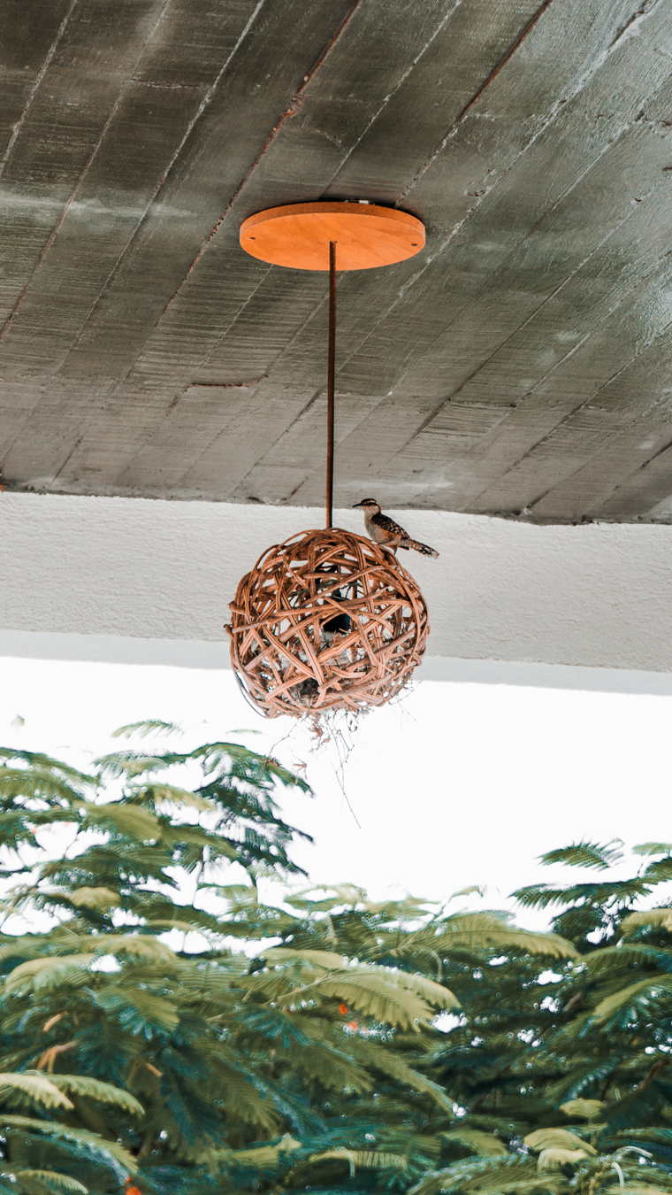 fauna puerto escondido